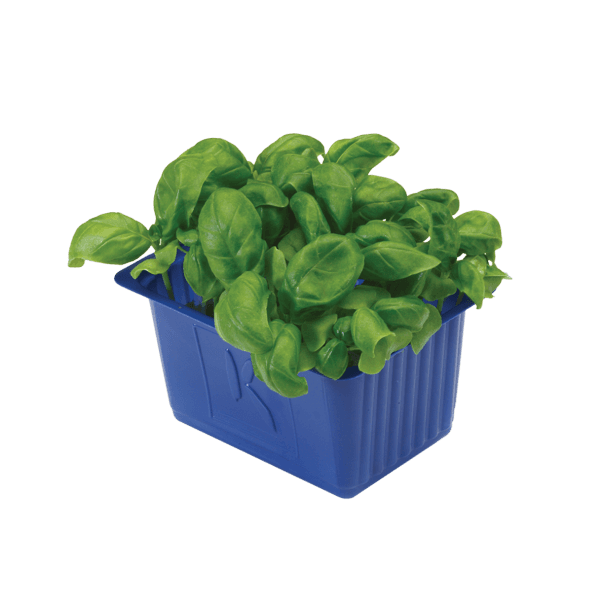Basil Cress