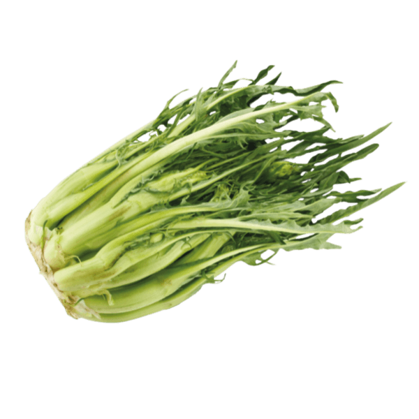 Puntarelle