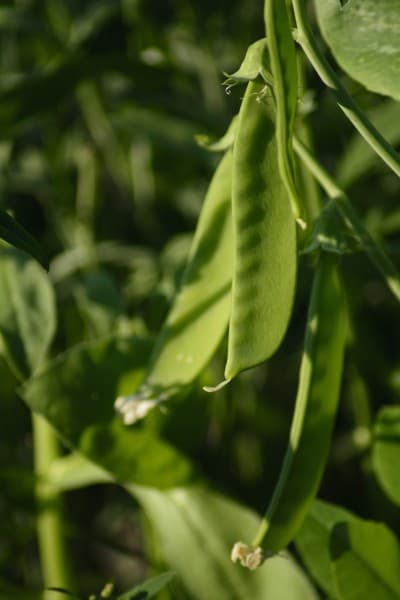 Sugar snaps