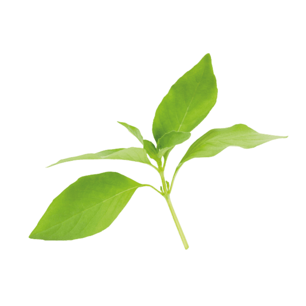 Amerikaanse basilicum