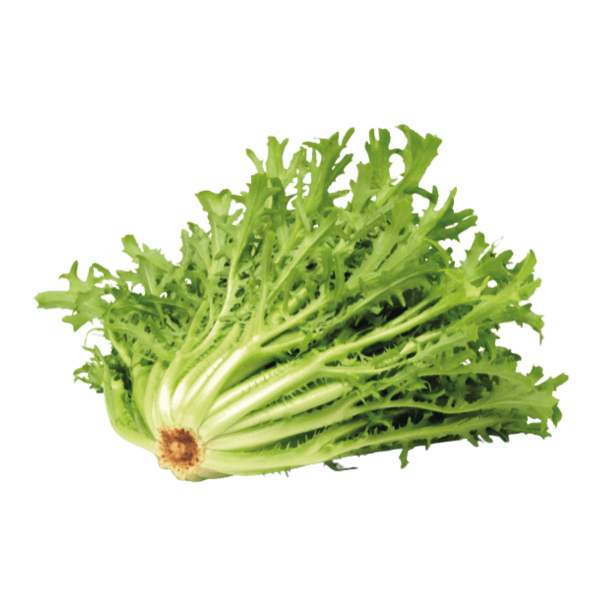 Frisée