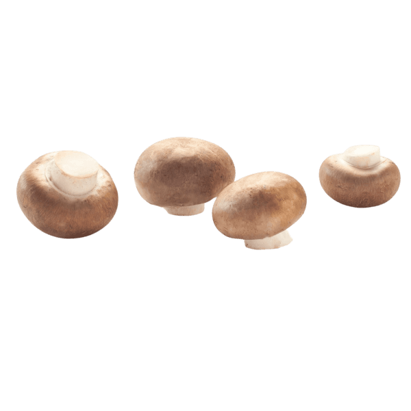 Kastanjechampignon